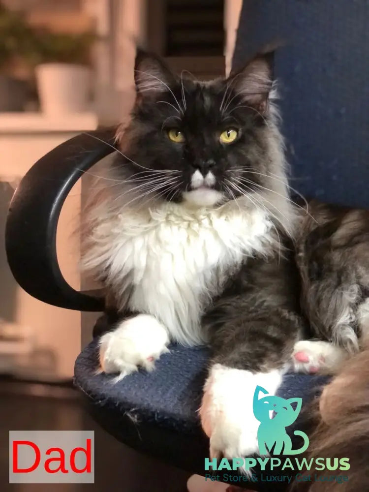 Bagira Maine Coon female black silver tabby - live animals