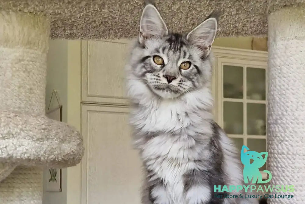 Bagira Maine Coon female black silver tabby - live animals