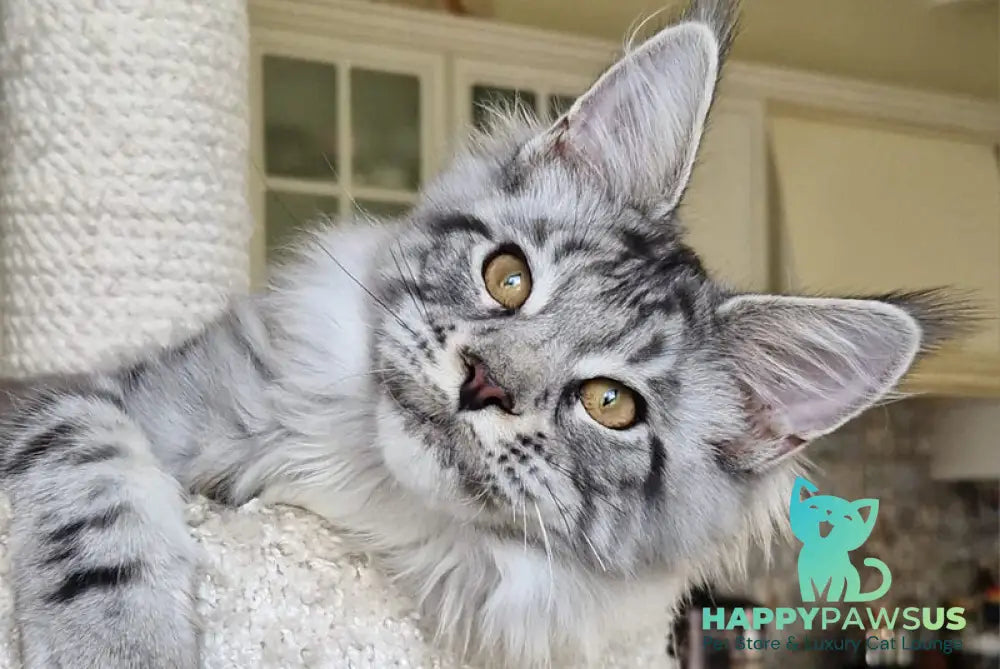 Bagira Maine Coon female black silver tabby - live animals