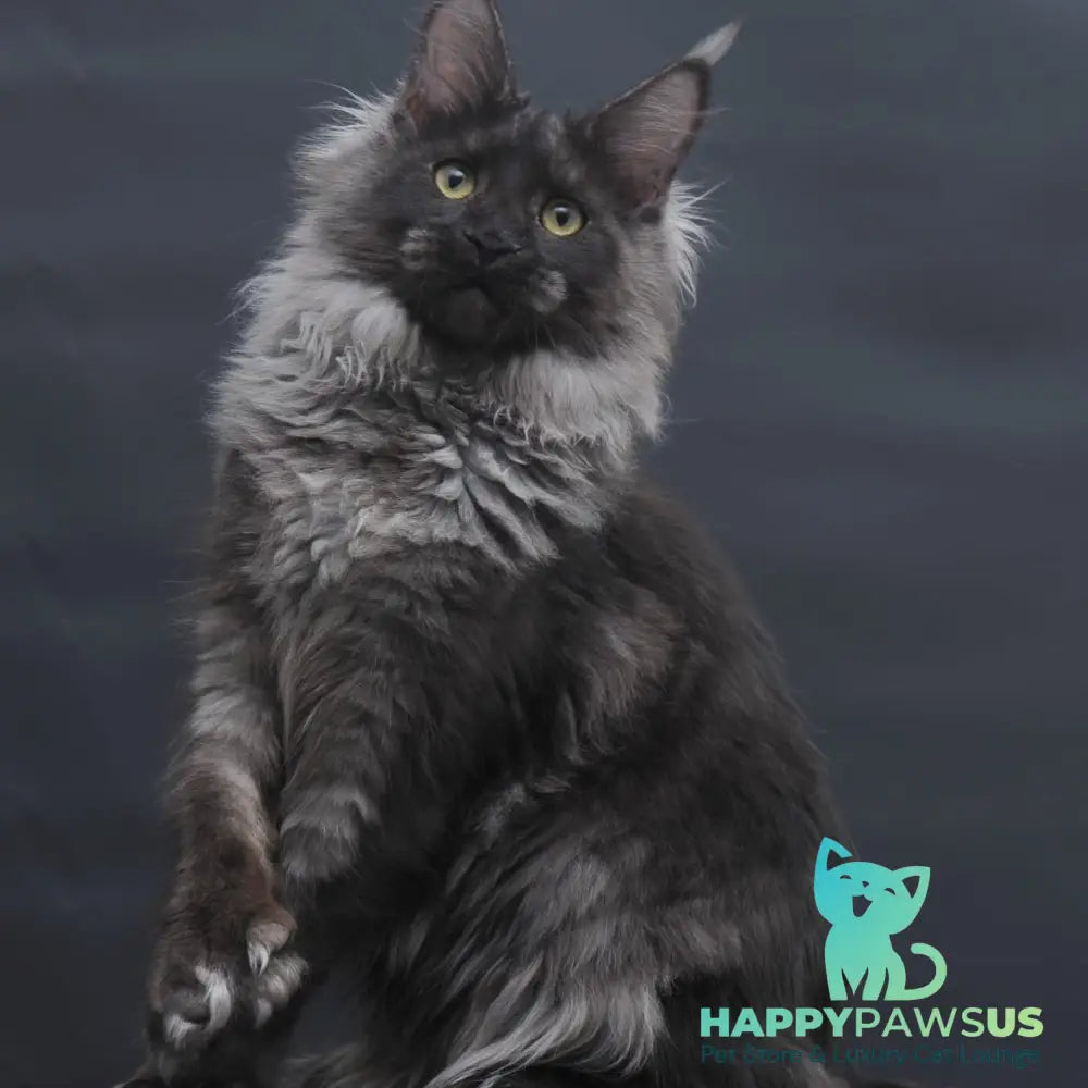Bagira Maine Coon polydactyl 6x6x6x6 female black silver - live animals