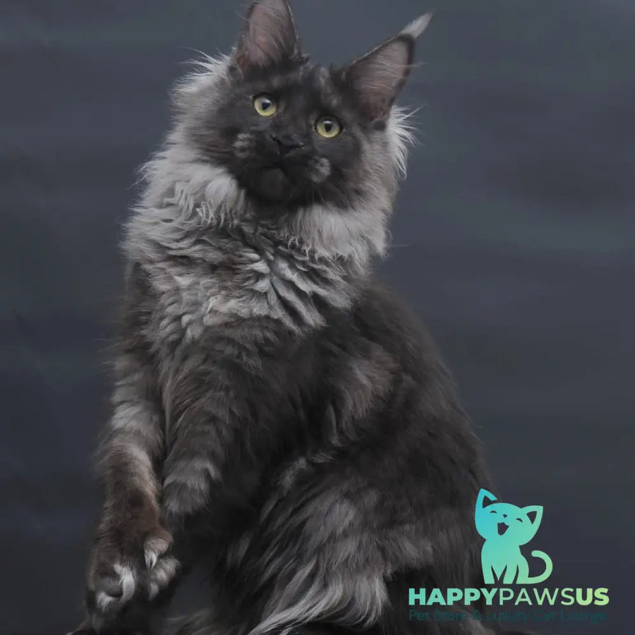 Bagira Maine Coon polydactyl 6x6x6x6 female black silver - live animals