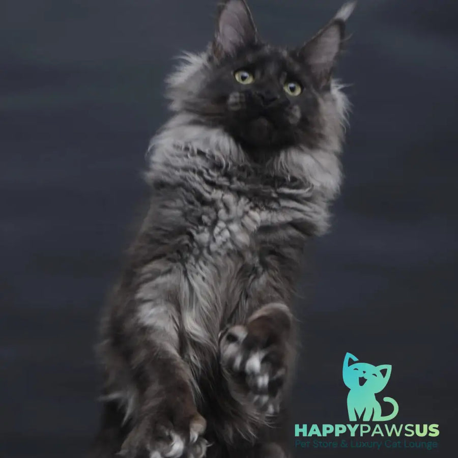 Bagira Maine Coon polydactyl 6x6x6x6 female black silver - live animals