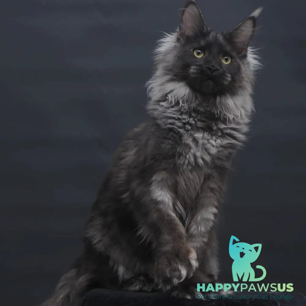 Bagira Maine Coon polydactyl 6x6x6x6 female black silver - live animals