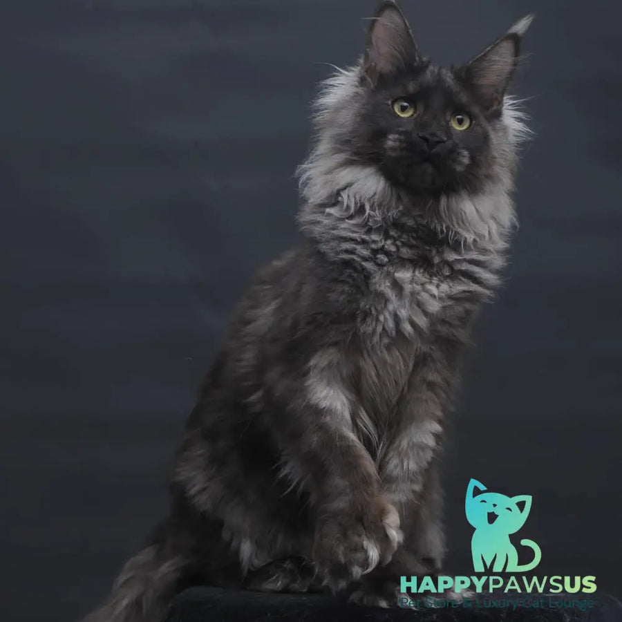 Bagira Maine Coon polydactyl 6x6x6x6 female black silver - live animals