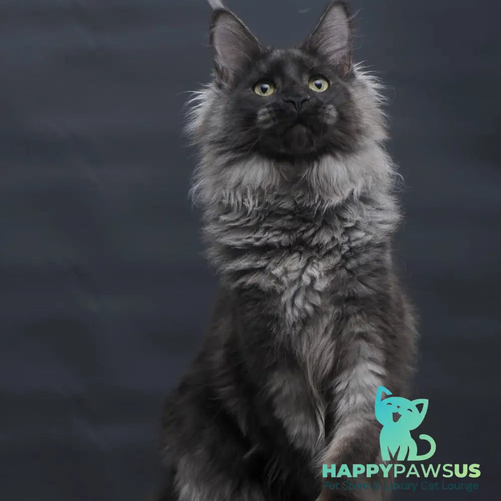 Bagira Maine Coon polydactyl 6x6x6x6 female black silver - live animals