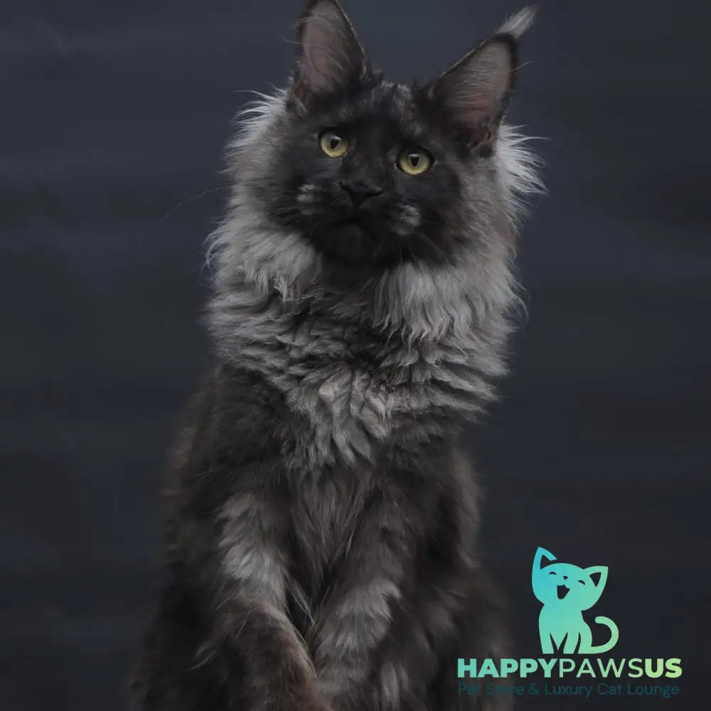 Bagira Maine Coon polydactyl 6x6x6x6 female black silver - live animals