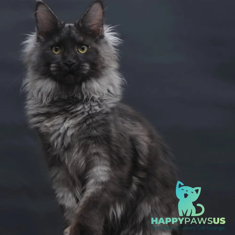 Bagira Maine Coon polydactyl 6x6x6x6 female black silver - live animals