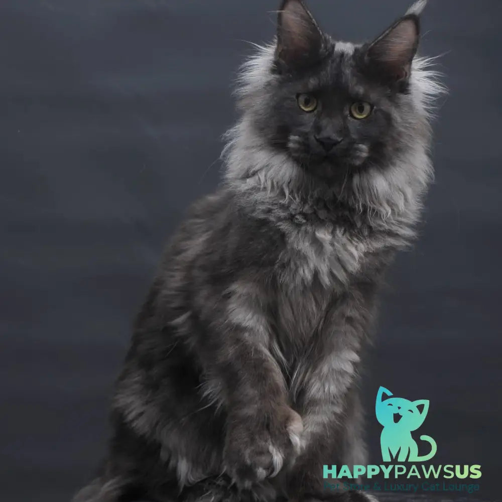 Bagira Maine Coon polydactyl 6x6x6x6 female black silver - live animals