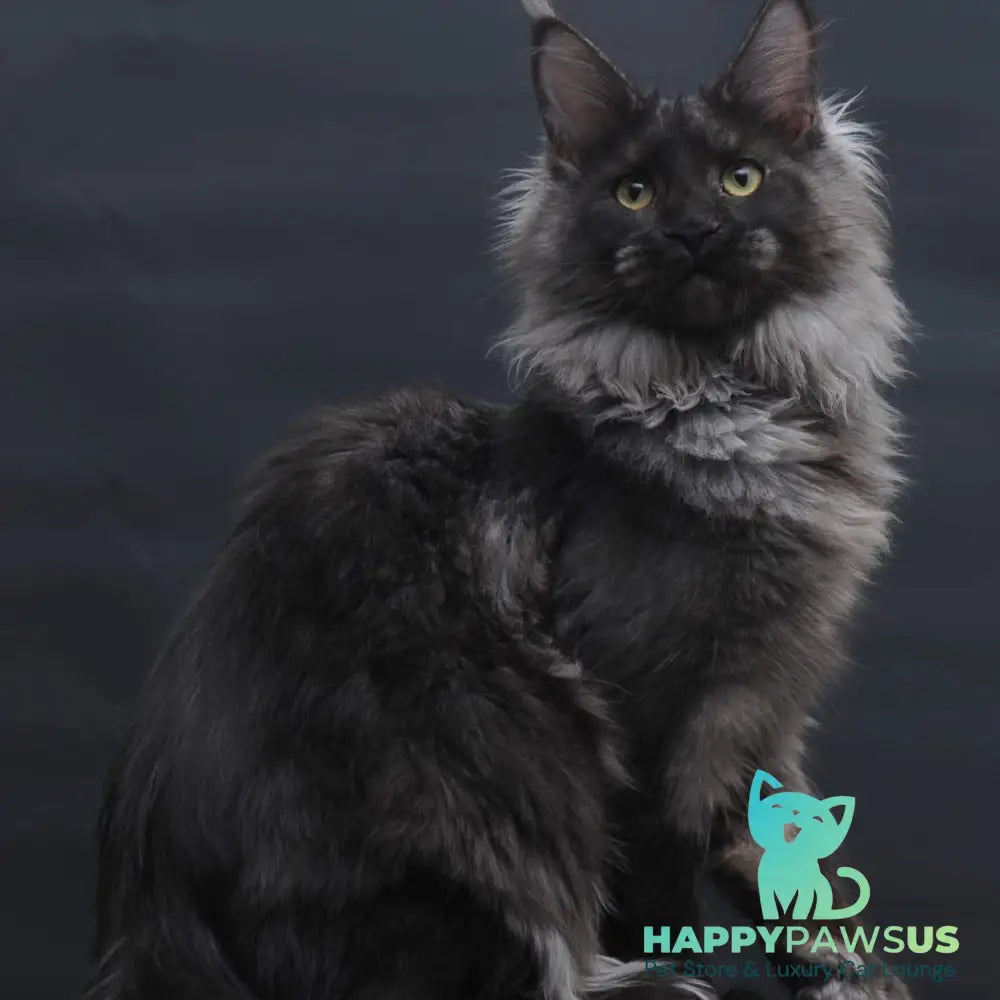 Bagira Maine Coon polydactyl 6x6x6x6 female black silver - live animals