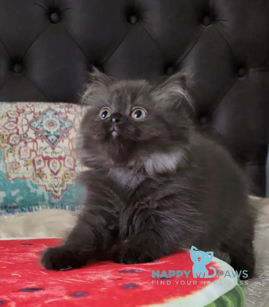 Bagira Scottish Straight female chocolate live animals