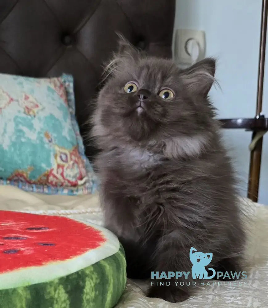 Bagira Scottish Straight female chocolate live animals