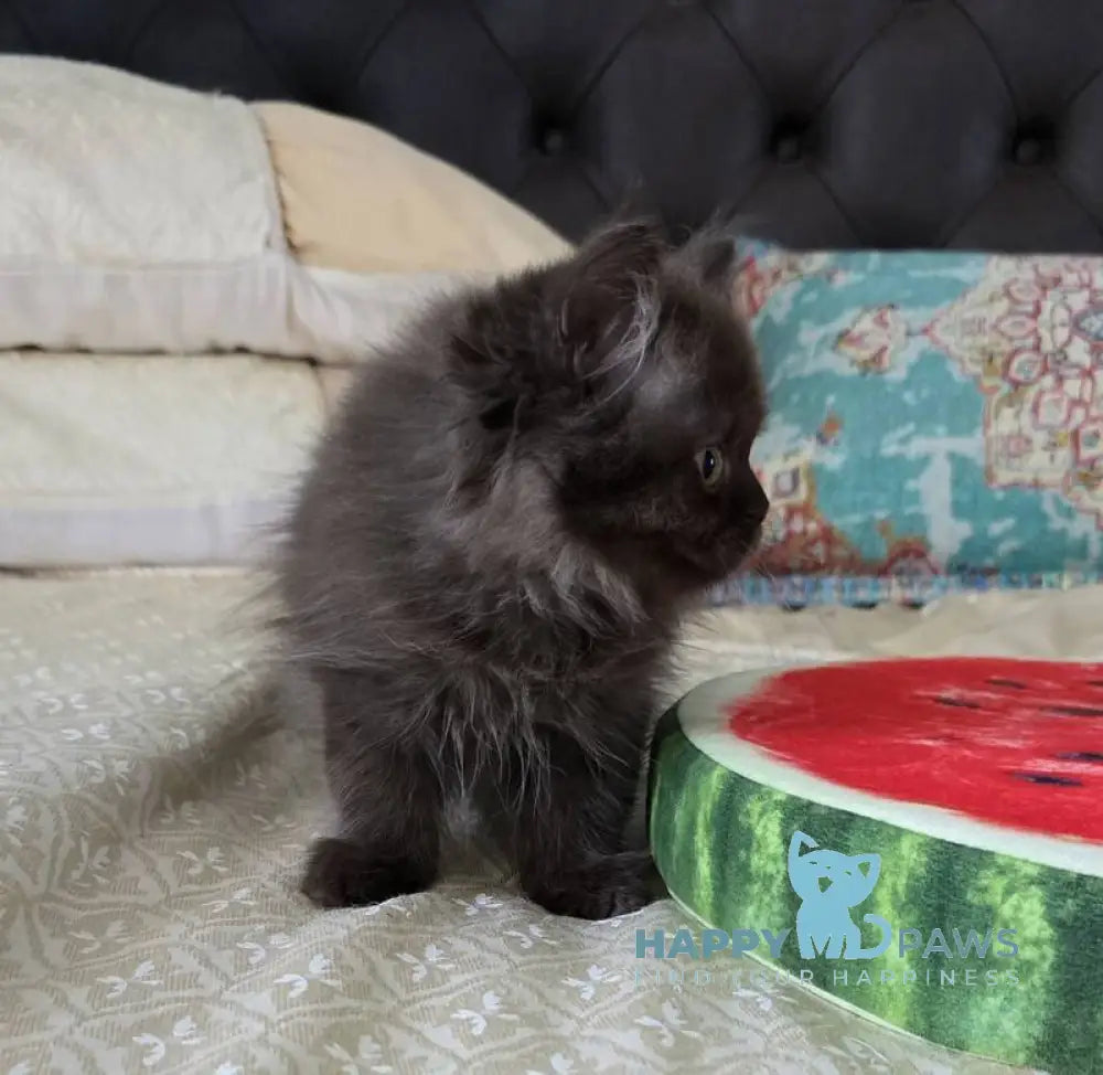 Bagira Scottish Straight female chocolate live animals