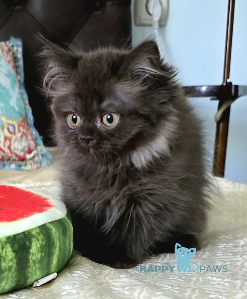 Bagira Scottish Straight female chocolate live animals