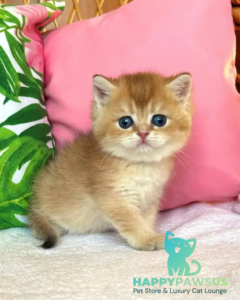 Bahar British Shorthair male black golden shaded - live animals