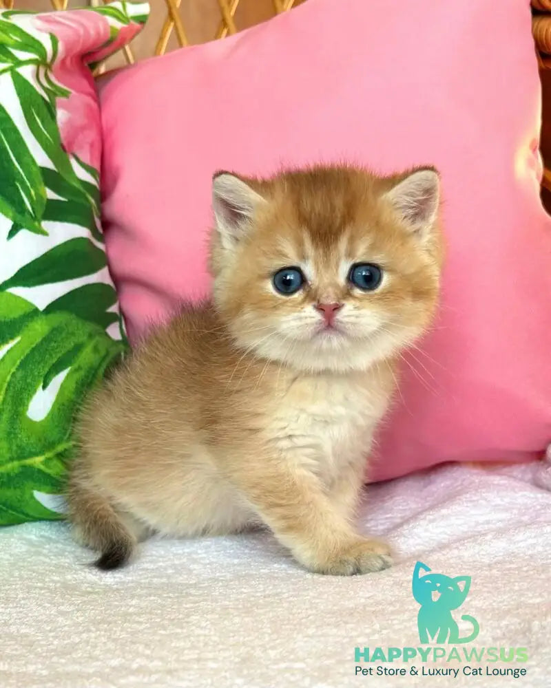 Bahar British Shorthair male black golden shaded - live animals
