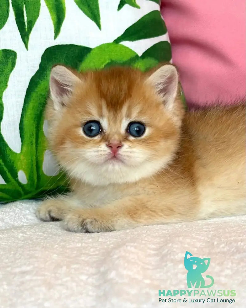 Bahar British Shorthair male black golden shaded - live animals