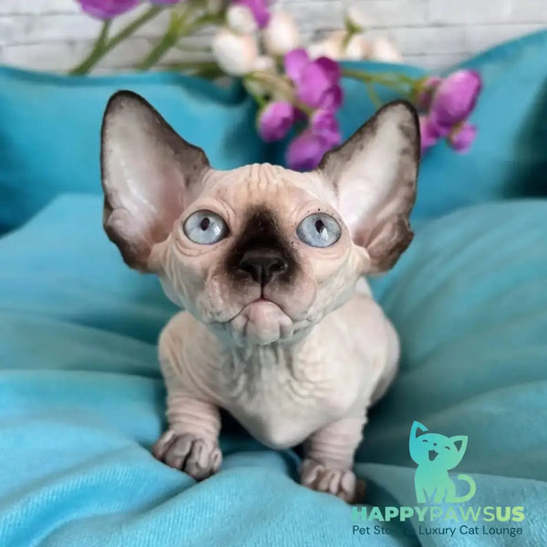 Bahia Canadian Sphynx female black pointed - live animals