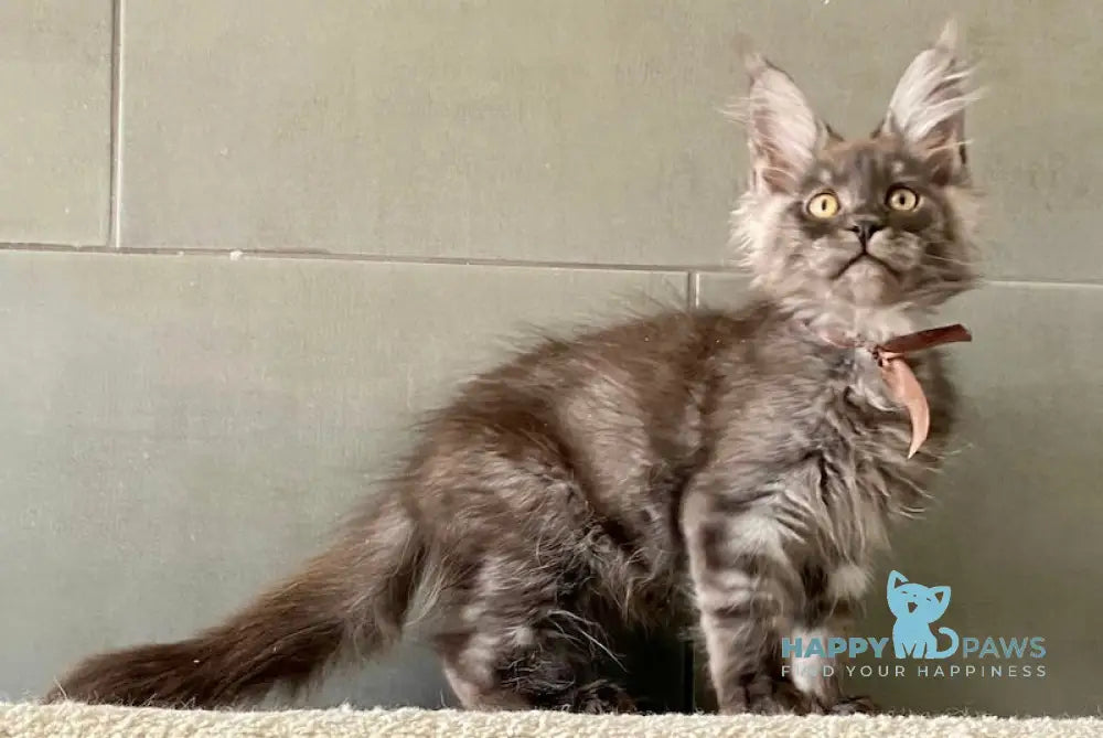 Baikal Maine Coon male black smoke live animals