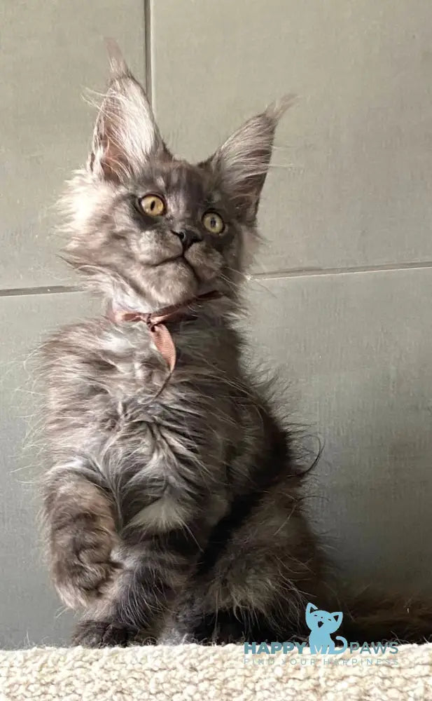 Baikal Maine Coon male black smoke live animals