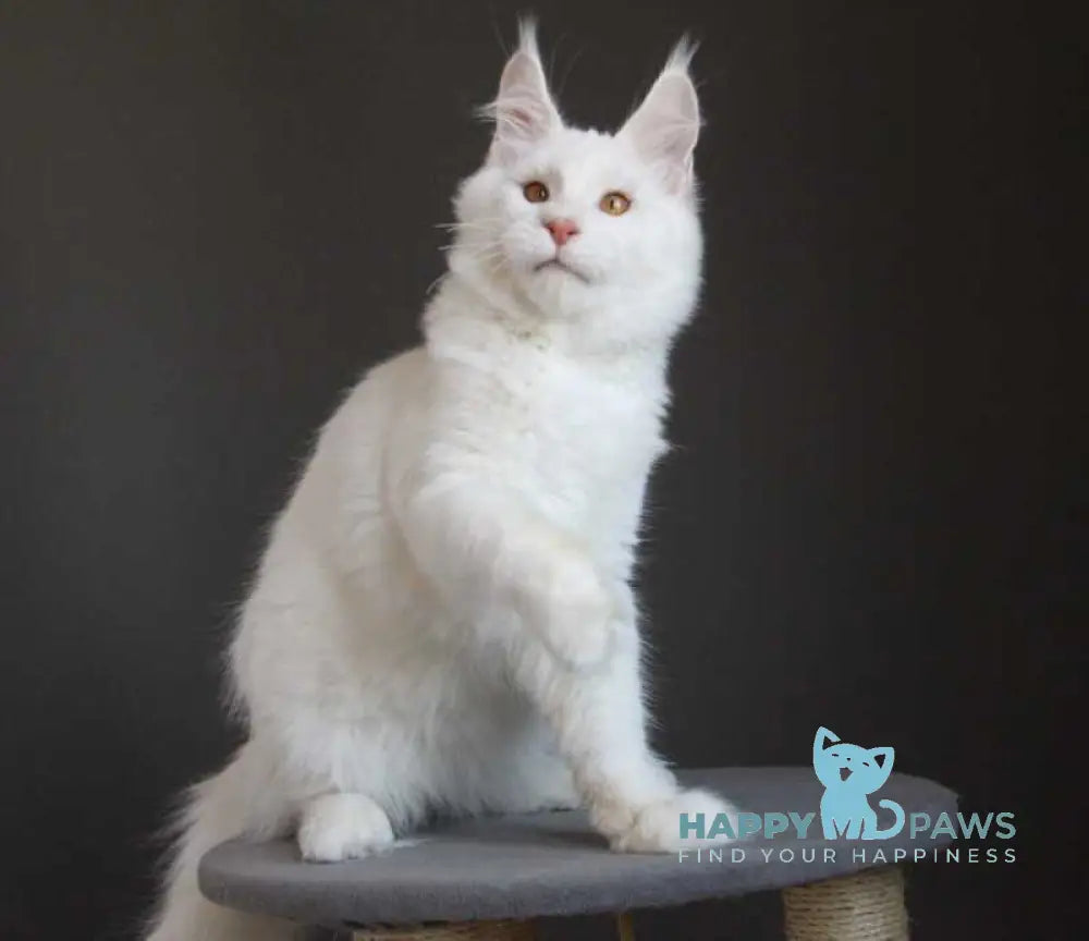Baikal Maine Coon male red silver shaded - live animals