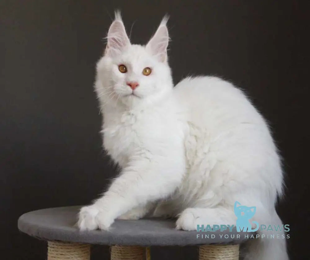 Baikal Maine Coon male red silver shaded - live animals