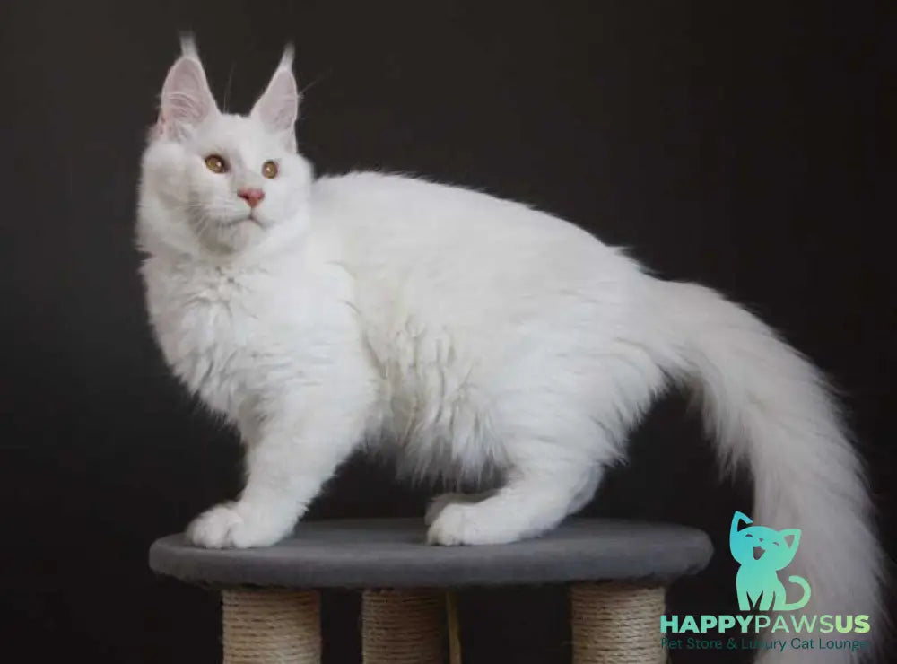 Baikal Maine Coon male red silver shaded - live animals