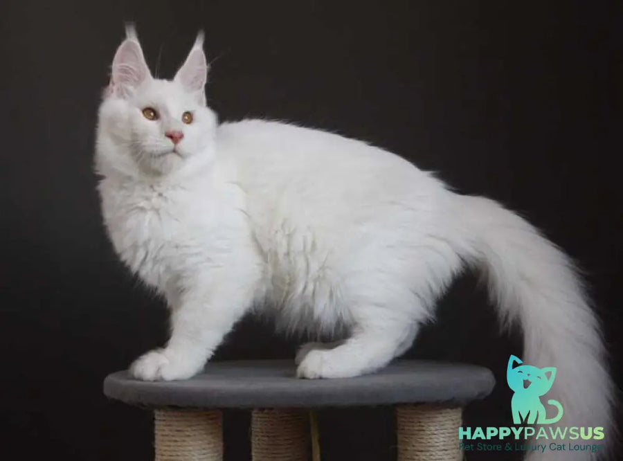 Baikal Maine Coon male red silver shaded - live animals