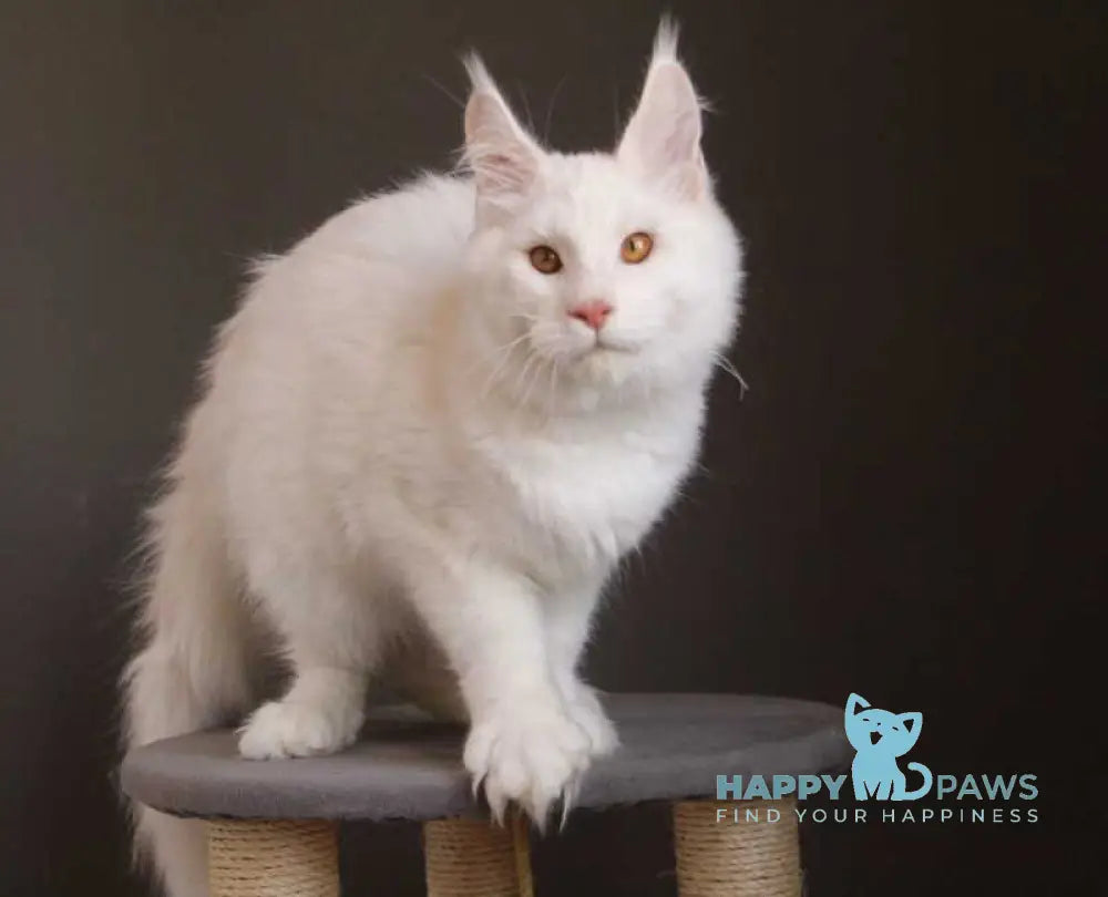 Baikal Maine Coon male red silver shaded - live animals