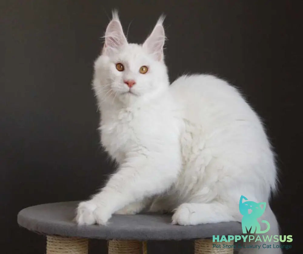 Baikal Maine Coon male red silver shaded - live animals