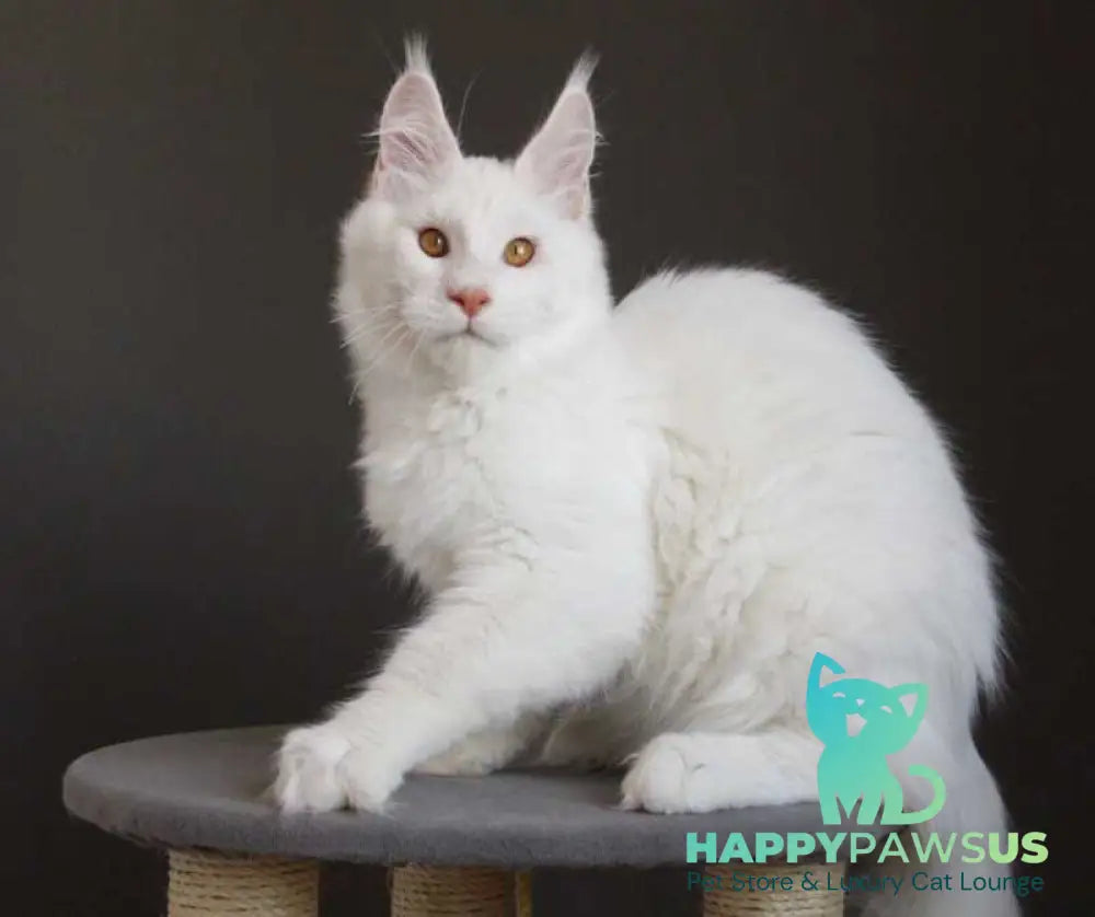 Baikal Maine Coon male red silver shaded - live animals
