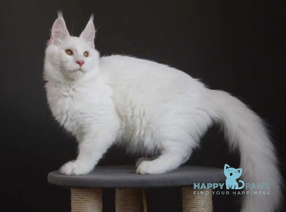 Baikal Maine Coon male red silver shaded - live animals