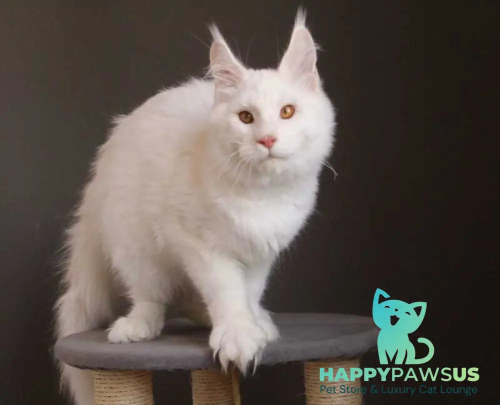 Baikal Maine Coon male red silver shaded - live animals