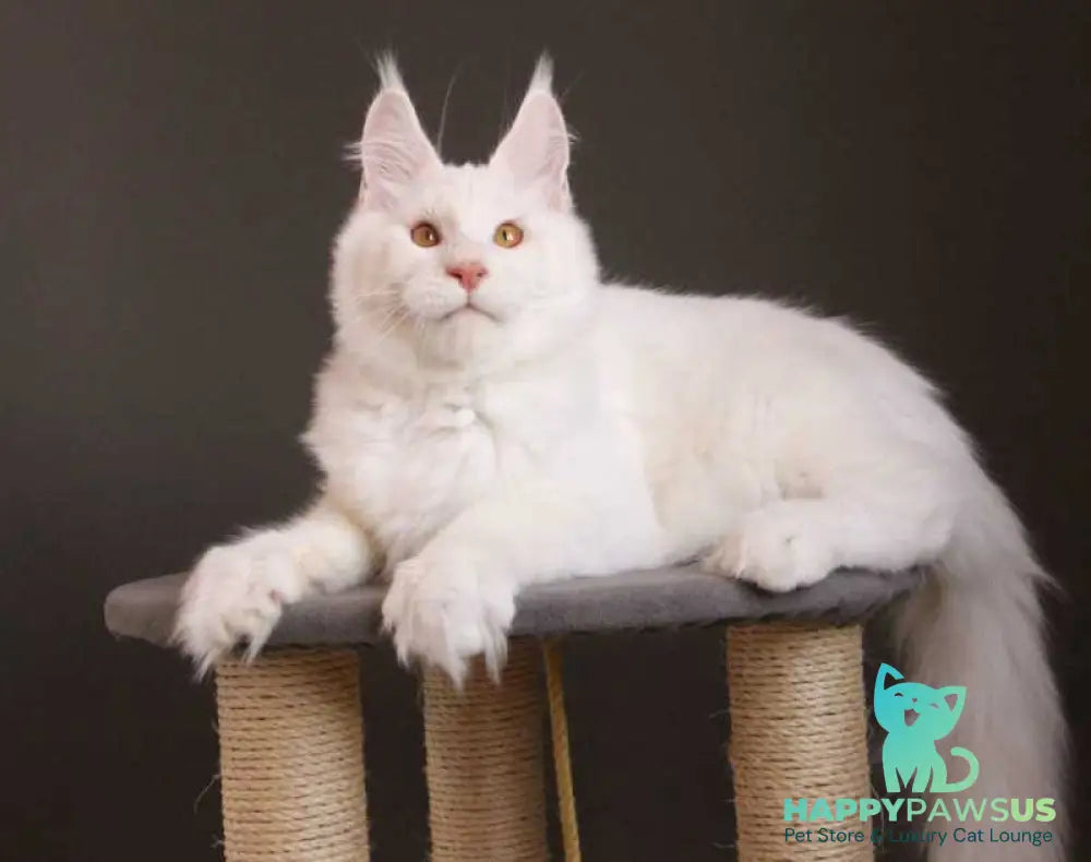 Baikal Maine Coon male red silver shaded - live animals