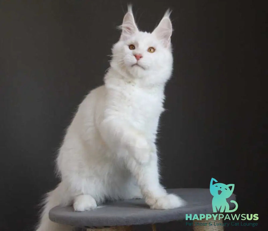 Baikal Maine Coon male red silver shaded - live animals