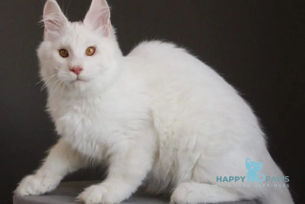 Baikal Maine Coon male red silver shaded - live animals