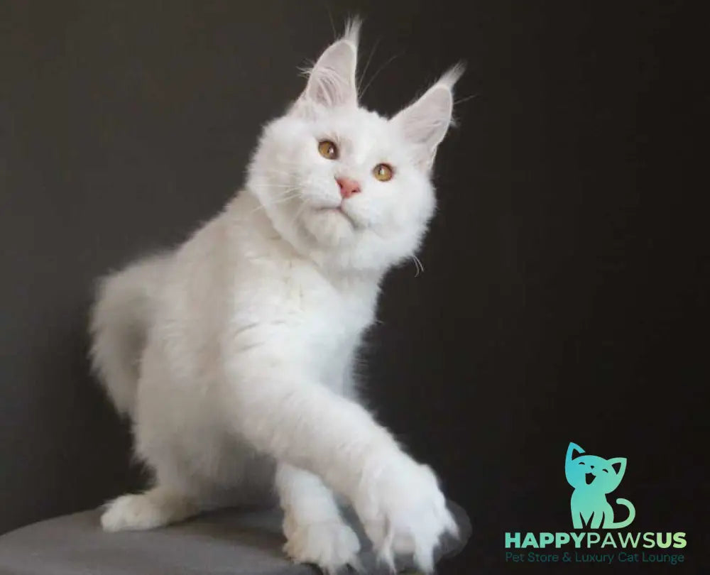 Baikal Maine Coon male red silver shaded - live animals