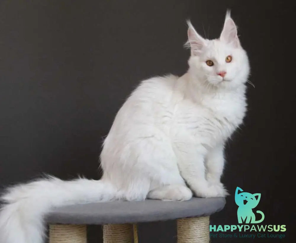 Baikal Maine Coon male red silver shaded - live animals