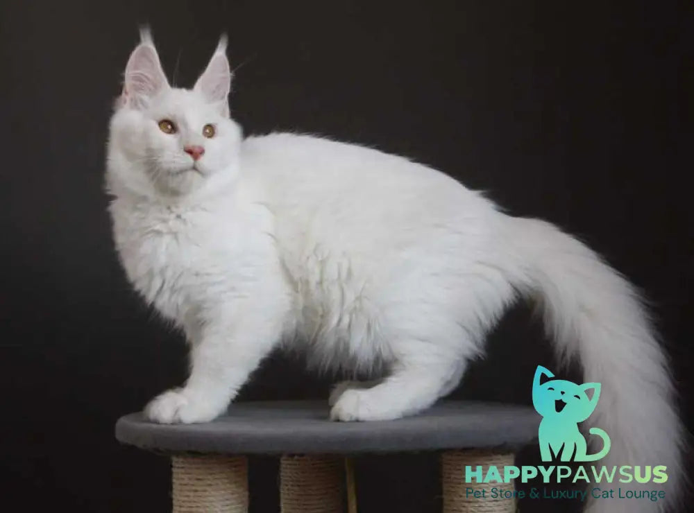 Baikal Maine Coon male red silver shaded - live animals