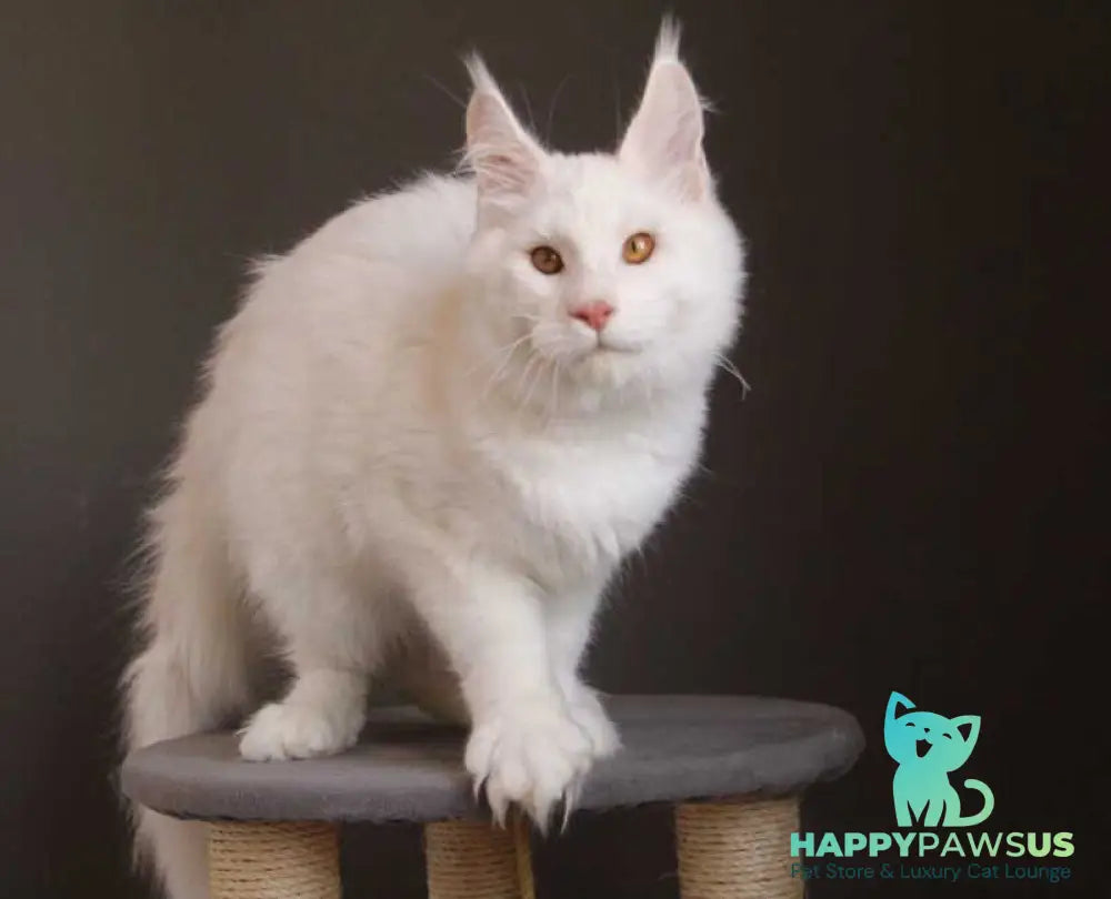 Baikal Maine Coon male red silver shaded - live animals