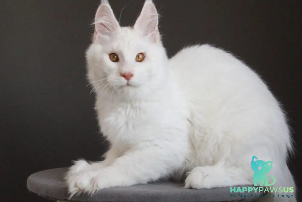 Baikal Maine Coon male red silver shaded - live animals