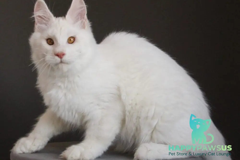 Baikal Maine Coon male red silver shaded - live animals