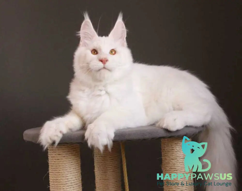 Baikal Maine Coon male red silver shaded - live animals