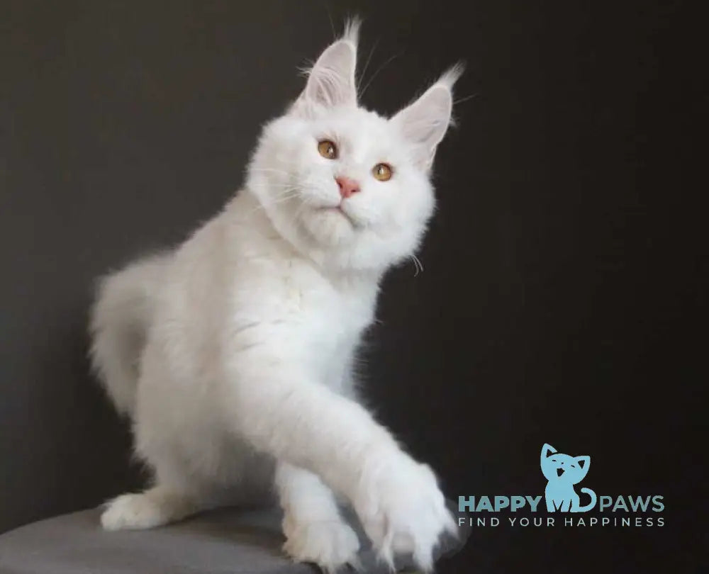 Baikal Maine Coon male red silver shaded - live animals