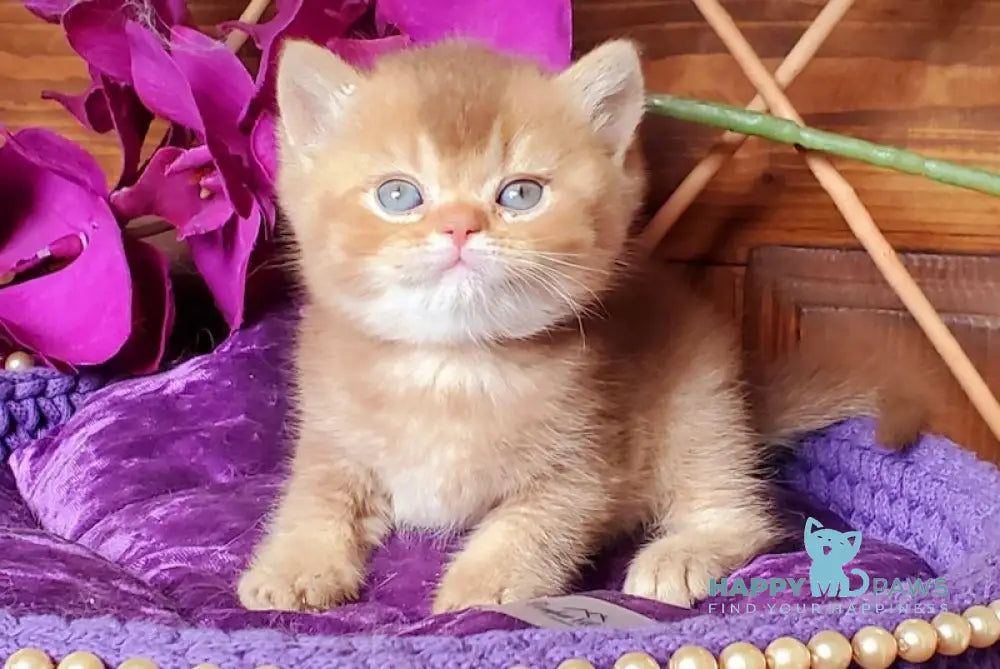 Baila British Shorthair female cinnamon ticked tabby live animals