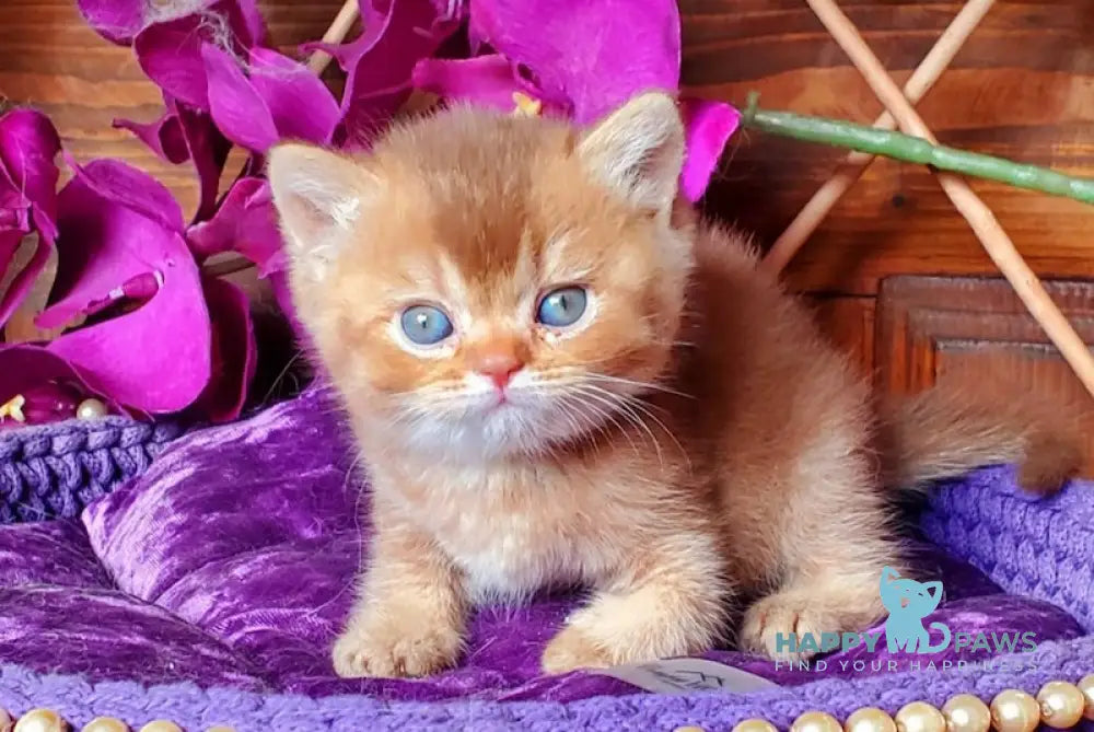 Baila British Shorthair female cinnamon ticked tabby live animals