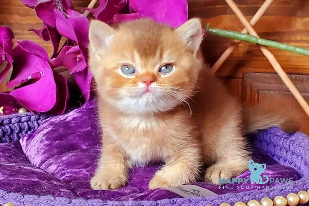 Baila British Shorthair female cinnamon ticked tabby live animals