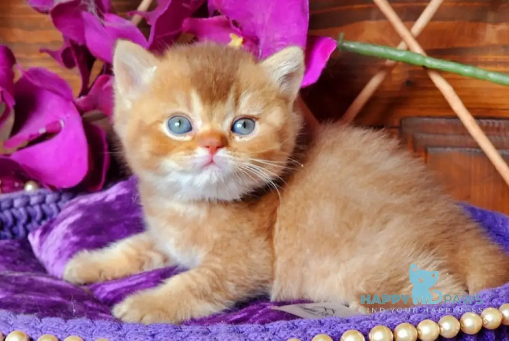 Baila British Shorthair female cinnamon ticked tabby live animals