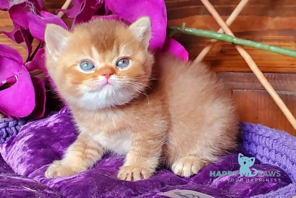 Baila British Shorthair female cinnamon ticked tabby live animals