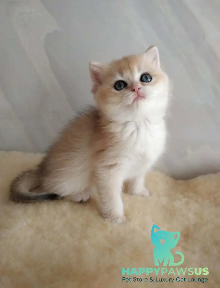 Bailey British Shorthair female black golden chinchilla - live animals