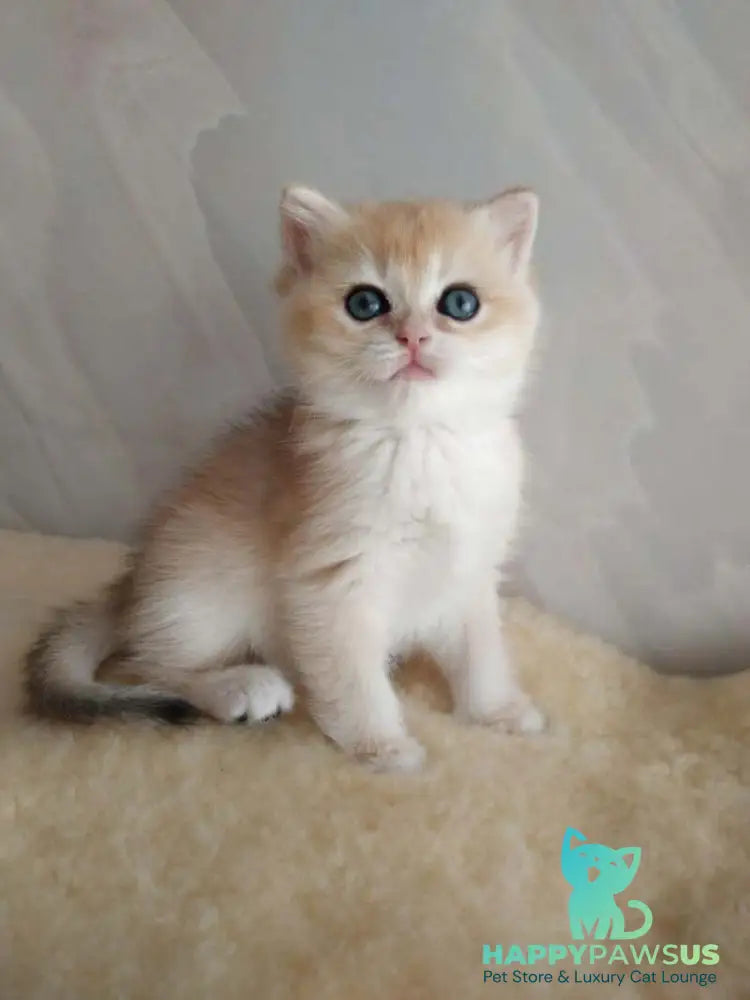 Bailey British Shorthair female black golden chinchilla - live animals